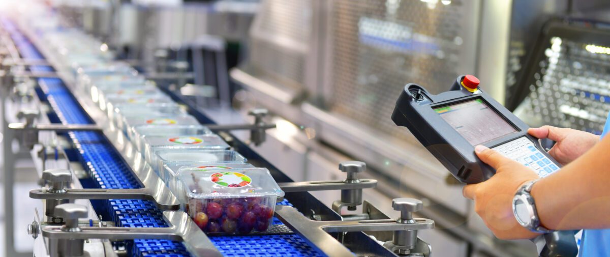 Grapes on the assembly line undergo quality control